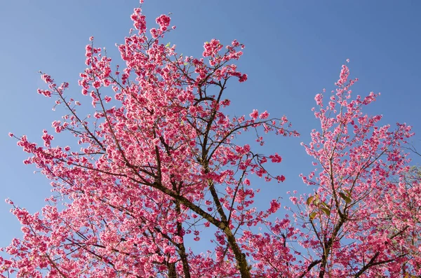 Bahçede güzel pembe bir çiçek açtı.