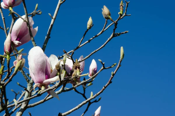Bahçedeki manolya çiçekleri