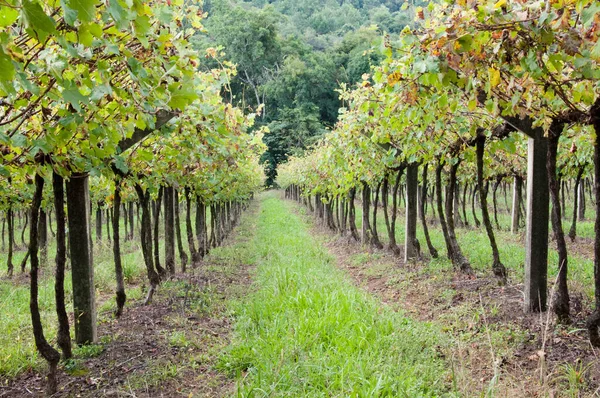 Vignoble Campagne — Photo