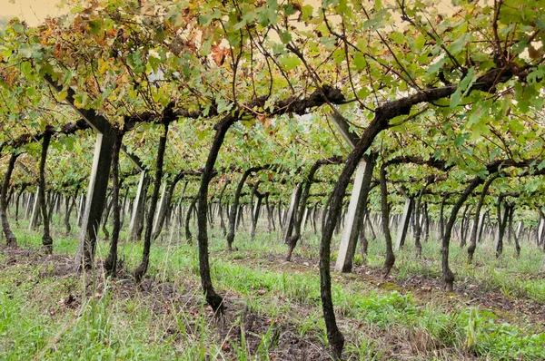 Зелений Виноград Росте Дереві Винограднику — стокове фото