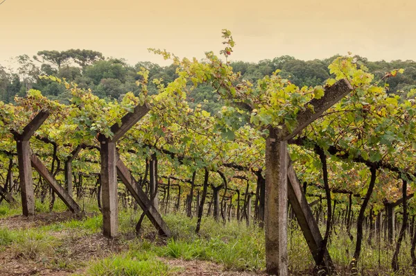 Beautiful Vineyard Brazil — Stock Photo, Image