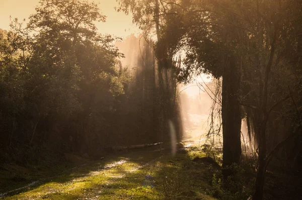 Belo Pôr Sol Floresta — Fotografia de Stock