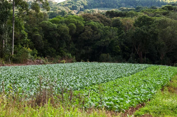 Green Field Valley Young Corn Cabbage — Stock Photo, Image