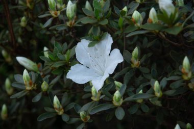 beautiful botanical azaleia  shot