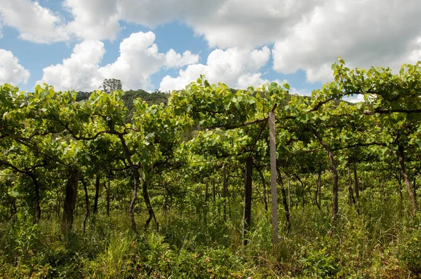 Красивий Зелений Виноградник Восени Горах — стокове фото