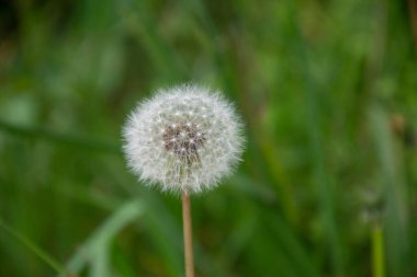 dandelion seed whit green blurred background