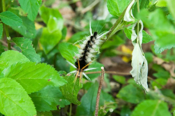 Closeup Shot Beautiful Caterpillar Plant — Photo