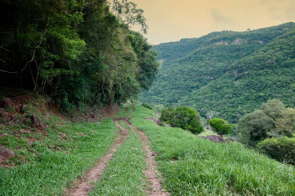 green forest and trees in a beautiful summer day