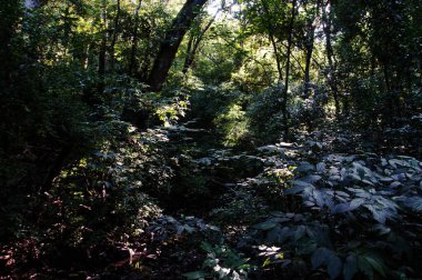 green forest of the jungle in brazil