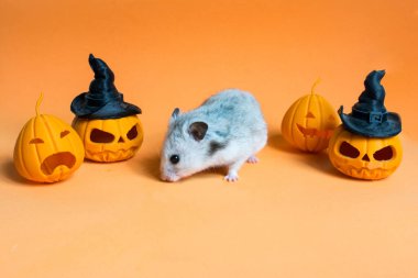 halloween composition with cute hamster on orange background