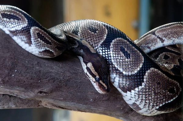 Closeup Photograph Snake Boa Constrictor Trunk — Fotografia de Stock