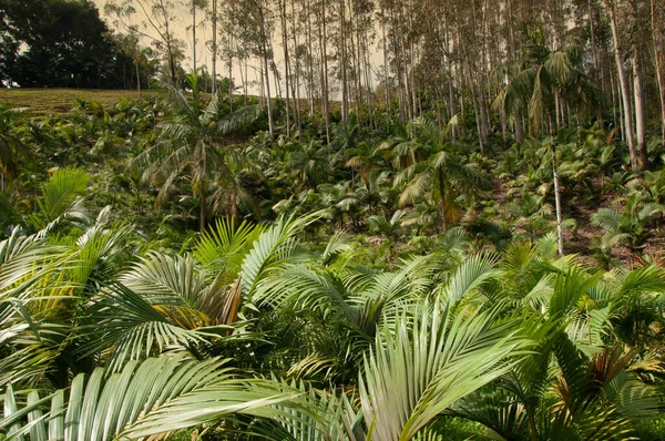 Palmeira Real Plantation Brazil — Stockfoto
