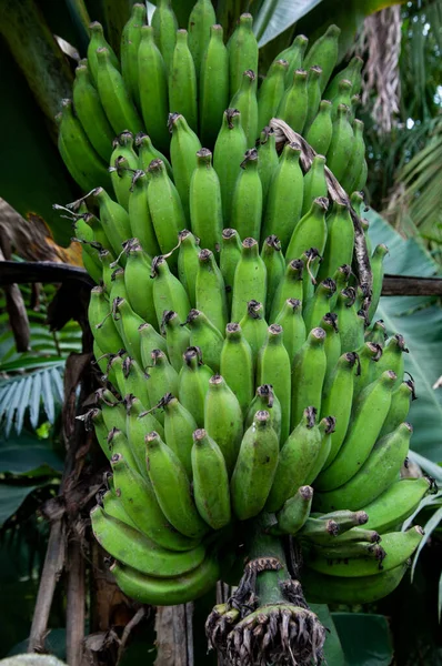 Closeup Photograph Bunch Bananas Forest — ストック写真