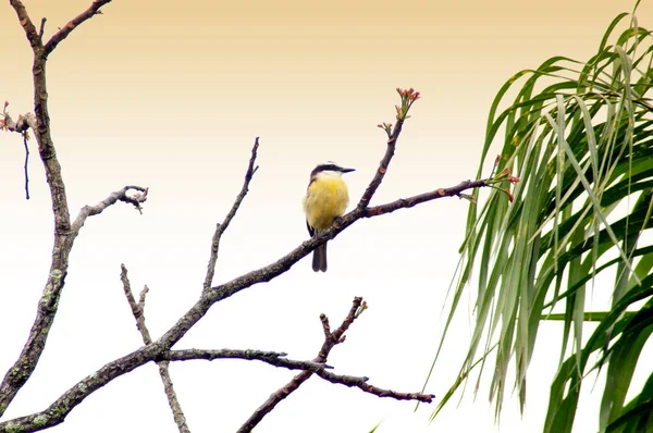 Beau Petit Oiseau Posé Sur Branche Arbre — Photo