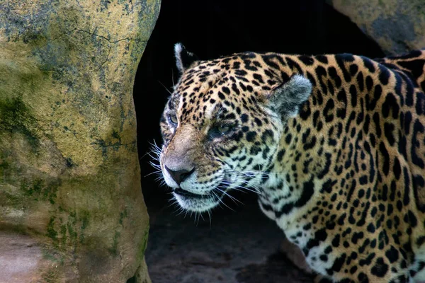 Великолепный Ягуар Зоопарке — стоковое фото