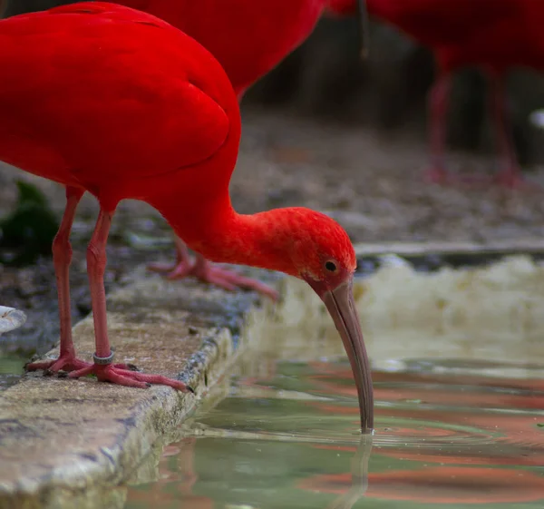 Magnifique Oiseau Garde Captivité — Photo