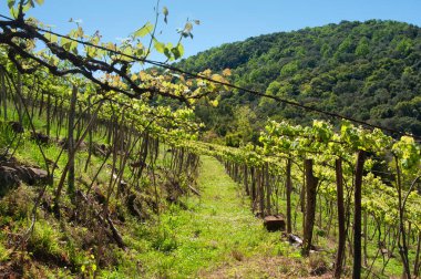 Brezilya 'da ilkbaharda bir parreiral hayal 
