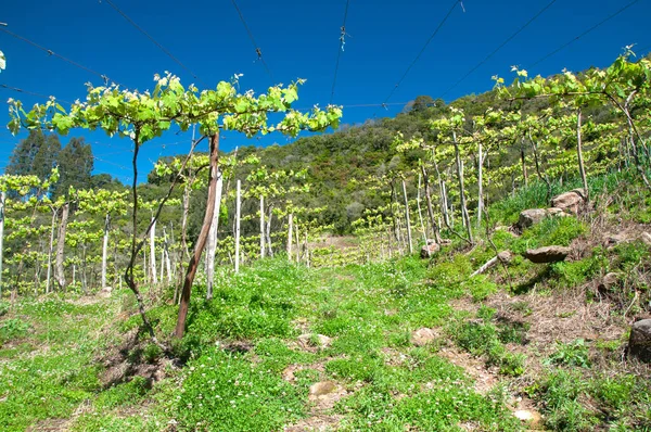 Brezilya 'da ilkbaharda bir parreiral hayal 