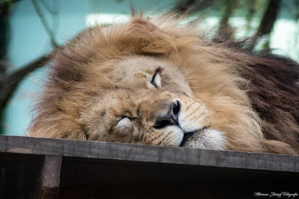Aranyos Oroszlán Alszik Állatkertben — Stock Fotó