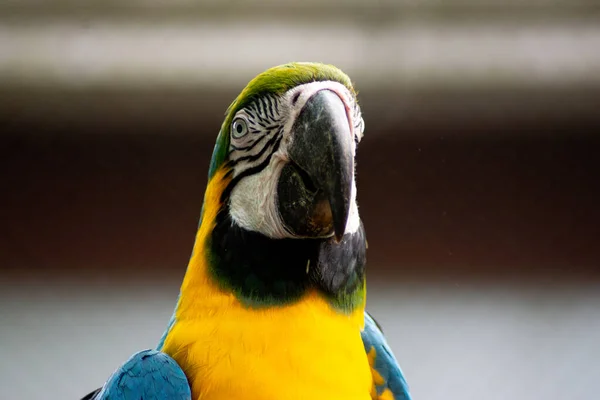 Fotografia Uma Arara Amarela Com Fundo Borrado — Fotografia de Stock