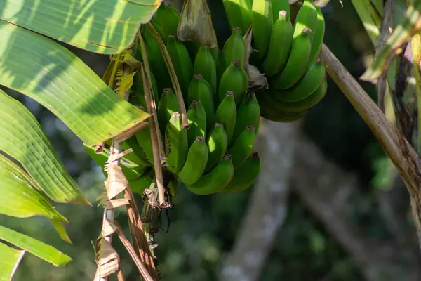 Foto Van Een Bos Groene Banaan Het Bos — Stockfoto