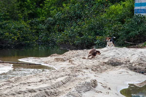 砂の中で遊んでいる2匹の犬 — ストック写真