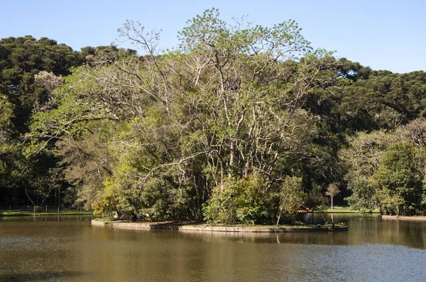 背後に森のある湖の中の木 — ストック写真