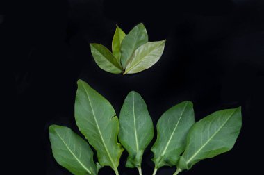 ahşap masa üzerinde çiğ sebze