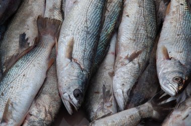 Bir grup lezzetli taze balık.