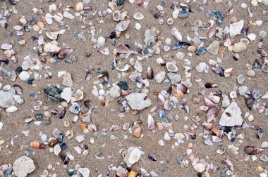 Kumsaldaki deniz kabuklarının dokusu