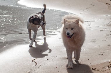 Köpek sahilde yürüyor.