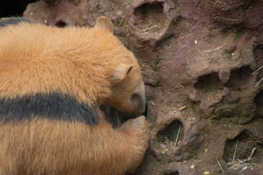 Karıncayiyen karıncayı yiyor.
