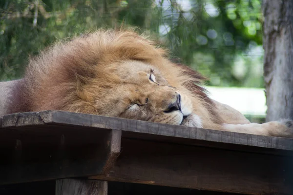 Close Zicht Prachtige Wilde Leeuw — Stockfoto