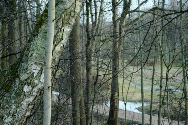 Utsikt Från Kulle Lågland Genom Trädgrenarna Vårskogen — Stockfoto