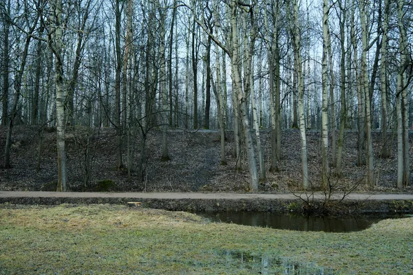 Blick Vom Flachland Auf Den Hügel Mit Bäumen Frühlingswald Freien — Stockfoto