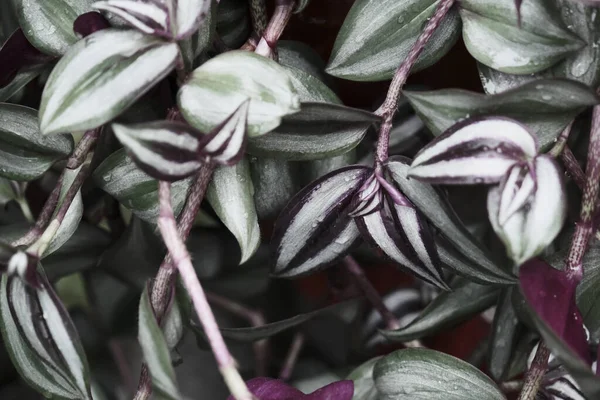 Gros Plan Feuillage Humide Violet Vert Dans Jardin Printanier — Photo