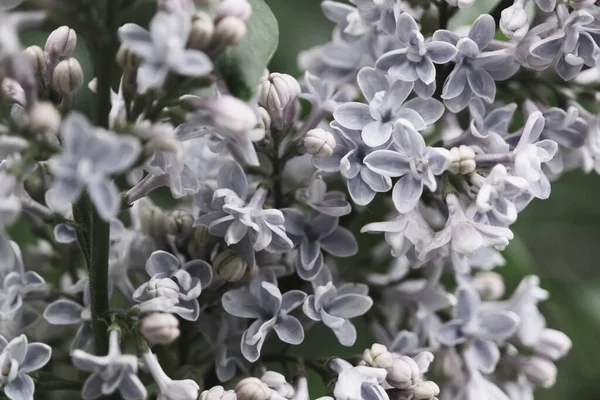 Nahaufnahme Eines Bündels Von Fliederzweigen Mit Schönen Frischen Blütenblättern — Stockfoto