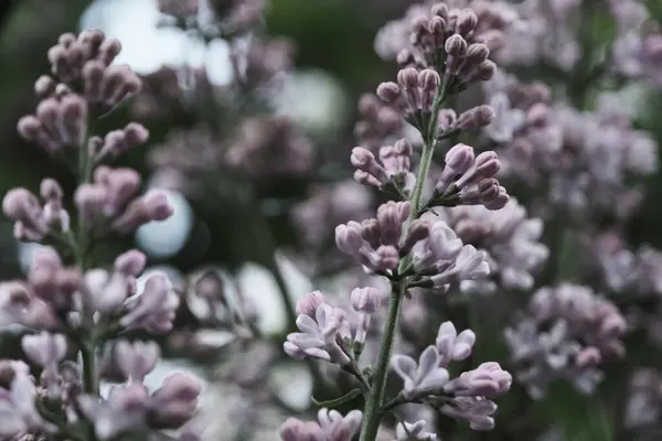 Liliowe Kwiaty Wiosennym Ogrodzie — Zdjęcie stockowe