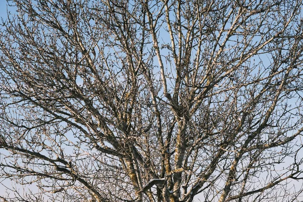 Tree Top Branches Pattern Sunny Winter Day Outdoors — Fotografia de Stock