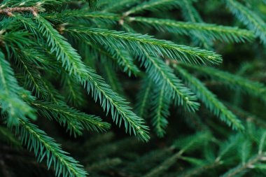 Yaz parkındaki ağaç dallarındaki çam iğnelerinin desenlerini kapatın.