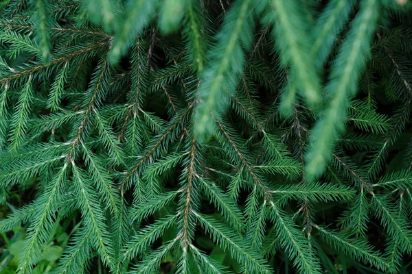 Güzel iğneler desenli gür çam dallarına yakın.
