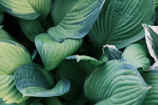 Closeup Dari Tanaman Hosta Besar Daun Pola Tanaman Hias Kebun — Stok Foto