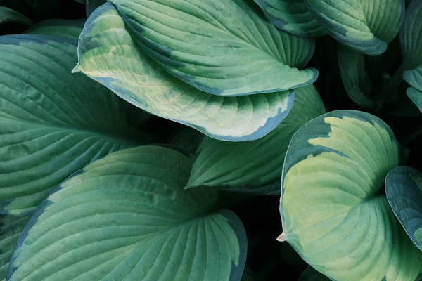 Closeup Dari Daun Hosta Hijau Besar Pola Vegetasi Taman Raya — Stok Foto