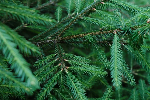 Closeup Pattern Needles Pine Tree Branches Summer Forest Outdoors Stock Image