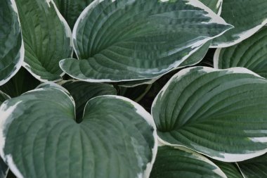 Dekoratif hosta bitkisine yakın çekim. Büyük ve yeşil yapraklar. Güzel desenli ve desenli.