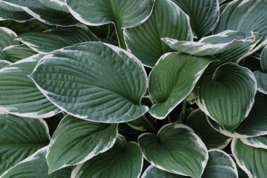 Bahçe bahçesindeki dekoratif bitkinin taze yaprakları.