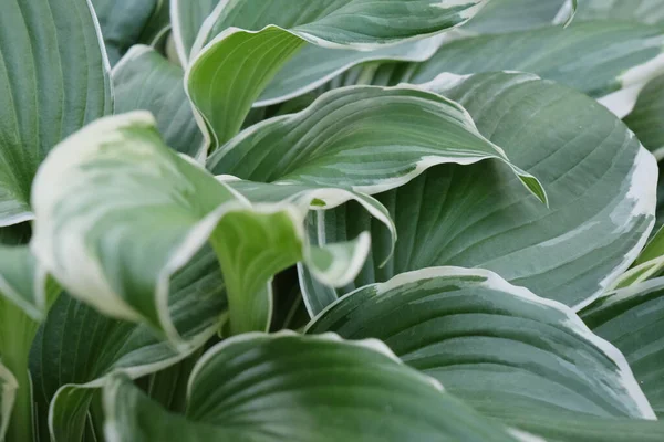 Närbild Dekorativ Hosta Växt Med Stora Och Färska Gröna Blad — Stockfoto