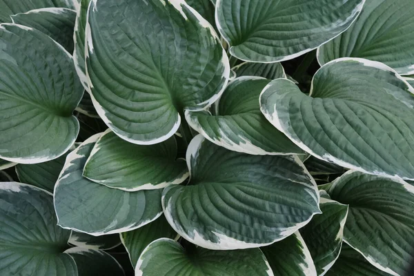 Tanaman Hosta Dekoratif Dengan Daun Besar Pola Luar Ruangan Taman — Stok Foto