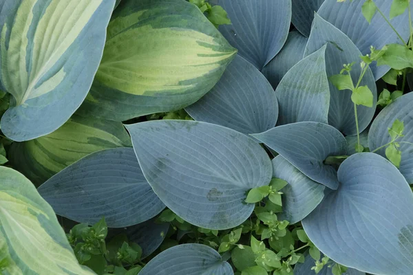 Mekar Biru Besar Dan Daun Hijau Dari Tanaman Hosta Dengan — Stok Foto