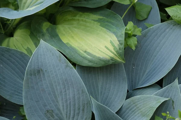 Closeup Dari Tanaman Hosta Besar Biru Hijau Pola Daun Dedaunan — Stok Foto